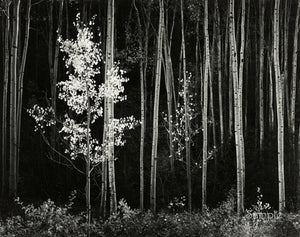 Ansel Adams Aspens in New Mexico art print