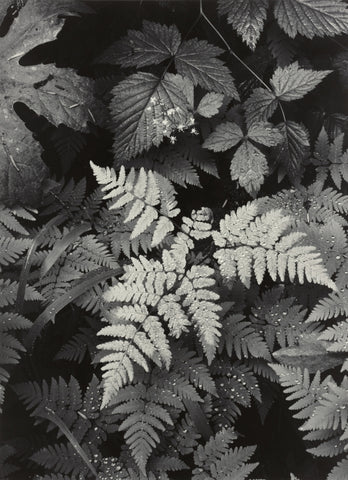 Ansel Adams Leaves and Fern on Mt. Ranier art print