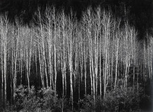 Ansel Adams Aspens in Colorado art print